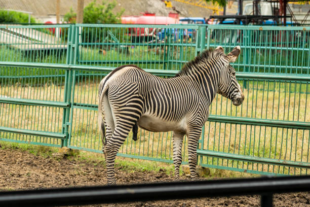 Zebra standing at zoo cage on its own