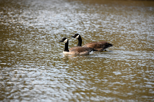 Geese swimming together.