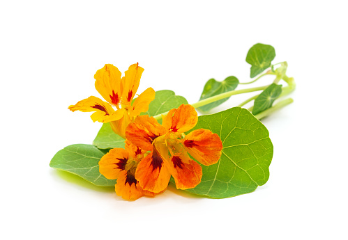 Orange nasturtium with leaves isolated on a white background.