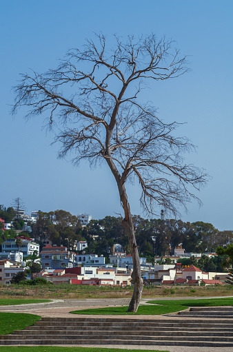 Dead eucalyptus tree on the background of urban development on a hill. Death of plants planted for landscaping and landscaping of park areas for recreation. Unfavorable conditions for trees.