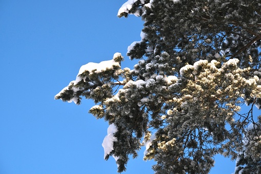 Winter frosty sunny landscape. Trees in the snow