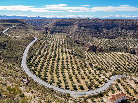 Olive trees plantation  and badlands desert near Gorafe in Andalusia, Spain