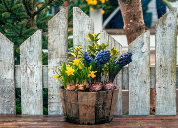 istock Flower pot with spring flowers. Home and garden Easter decoration 2092055117