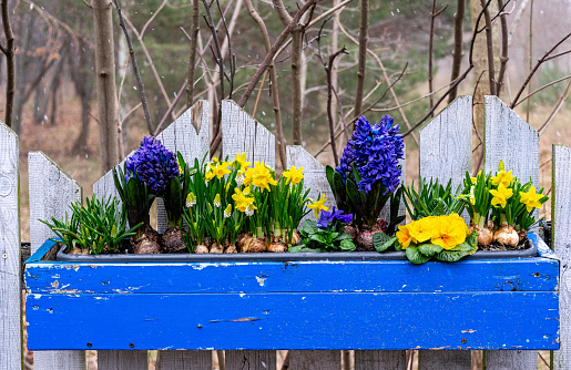 Colourful spring Easter garden. Blooming grape muscari hyacinths and yellow narcissus in the flowerpot. Growing spring plants, holiday yard decorations