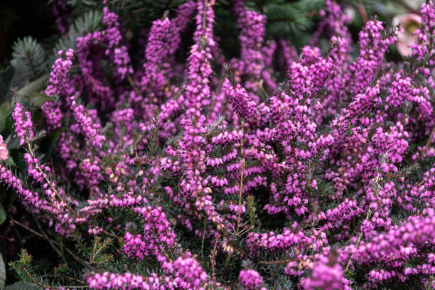 Blooming pink heather in spring garden. Erica carnea Blooming perennial plant in the summer garden. Pink Erica carnea, decorative heather shrub erica flower stock pictures, royalty-free photos & images