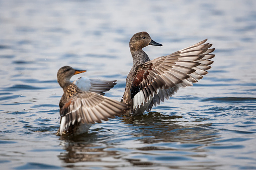 Mallard duck flying over the lake