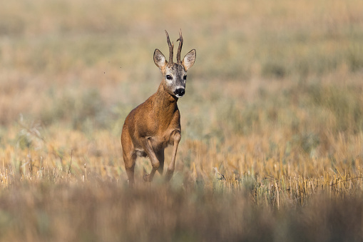 A black tailed Jack Rabbit shows off its ears