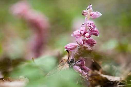 Lathraea squamaria, common toothwort, woodland wild flowering flowers.