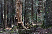 European silver fir ( Abies alba)