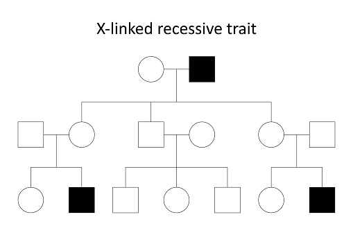 Pedigree chart. X-linked recessive trait.