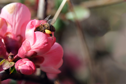 Honey bee collecting pollen from the pink flowers.