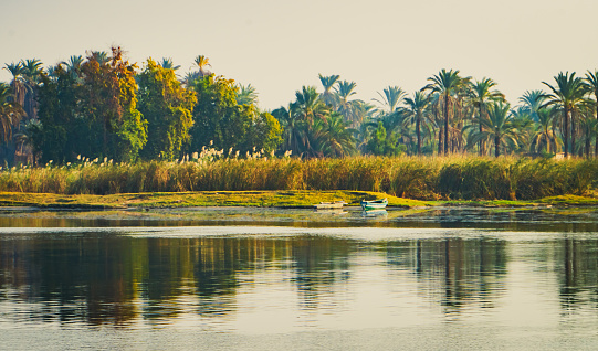 view of vegetation along the Nile River  from a cruise ship