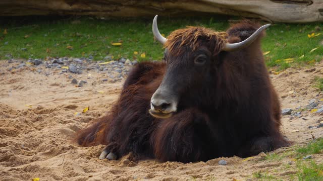 A highland yak bull
