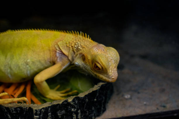 Albino iguana close up on natural habitat.