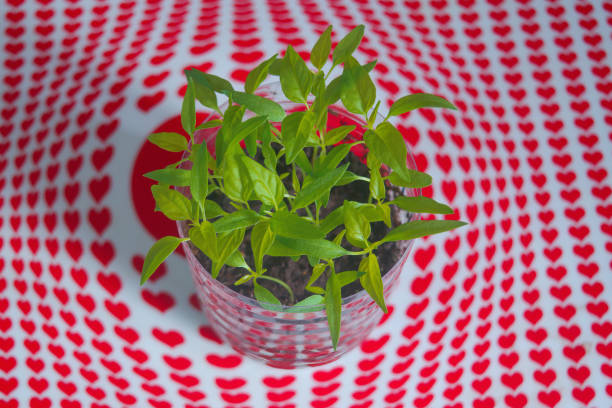 jalapeno pepper seedlings in a plastic container close-up.