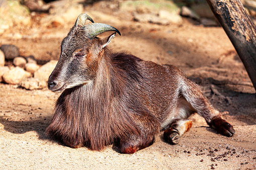 Barbary Goat lying on the sand. Capra Pygmaea in wildlife reserve
