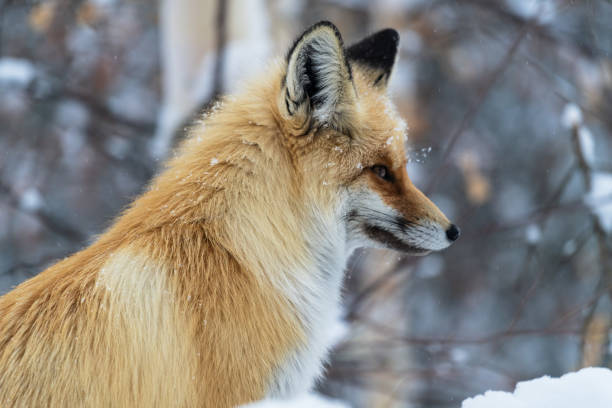 The photo was taken in the forests of northern Xinjiang, China
