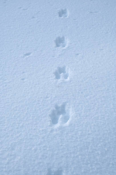 I believe the neighbor's cat \