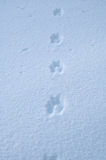 ślady stóp na śniegu pozostawione przez dzikie zwierzę - cold stamping zdjęcia i obrazy z banku zdjęć