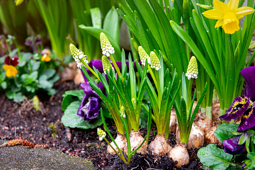 Colourful spring Easter garden. Blooming grape muscari hyacinths and yellow narcissus. Growing spring plants