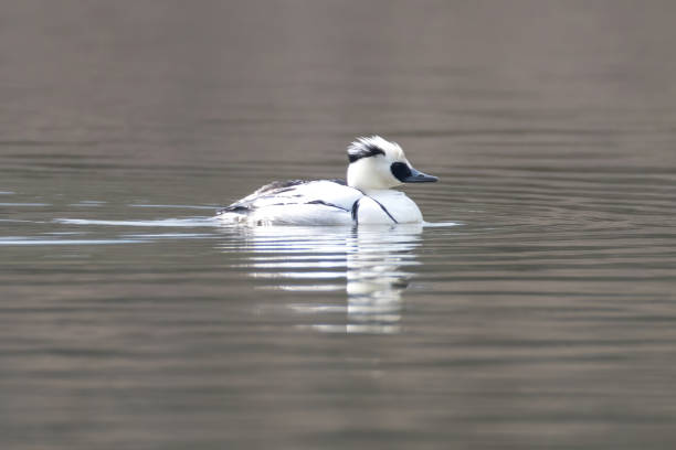 istock Smews swimming in the winter pond. 2092150175
