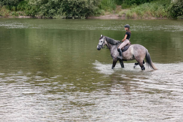 Horse and his rider walking through a river