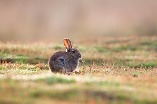 Funny cute lop rabbit bunny with hanging ears holding a lot of hay in its mouth in a cage