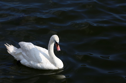 White swan in the blue lake