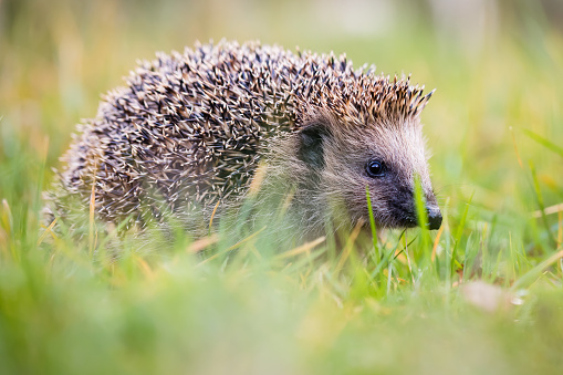 In the veterinary clinic, the hedgehog is funny angry and makes a serious frown. A small cute hedgehog funny muzzle with a menacing look. Funny angry hedgehog concept..