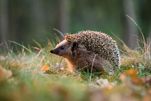 Little hedgehog.