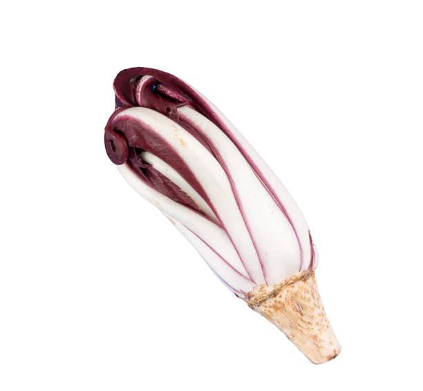 a late red radicchio head a late red radicchio head on a transparent background radicchio tardivo stock pictures, royalty-free photos & images
