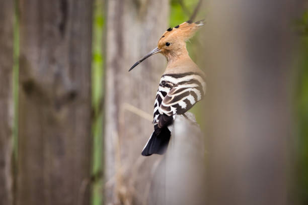 Eurasian hoopoe sits on the fence.