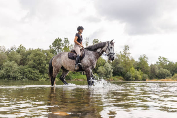 Riding school, a young jockey is riding a beautiful grey-haired thoroughbred horse in his dressage class, they are inside a fence and no one else can be seen.