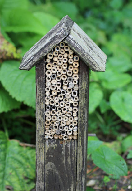 istock Bug hotel with bamboo canes in close up 2092163154