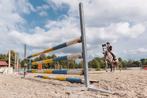 Showjumping gray horse with female jockey, jumping over hurdles, on a sunny day. Equestrian sport concept.