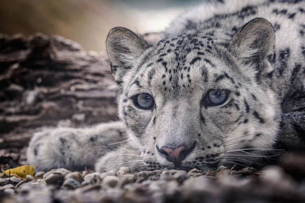 istock Snow leopard: A magnificent big cat in Central Asia 2092164188