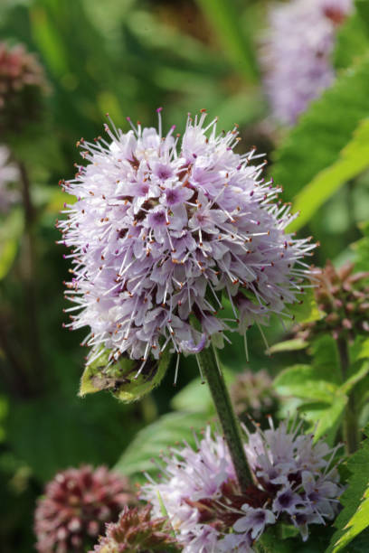 istock Pink wild mint flower in close up 2092164706