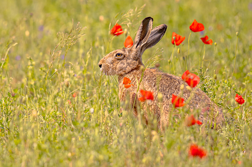 European Hare (Lepus europeaus) hiding in grassland vegetation with Flowers and relying on camouflage. Wildlife Scene of Nature in Europe.