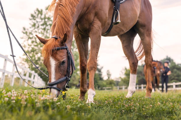istock Horse head with halter and eye with eyelashes, close up 2092166330