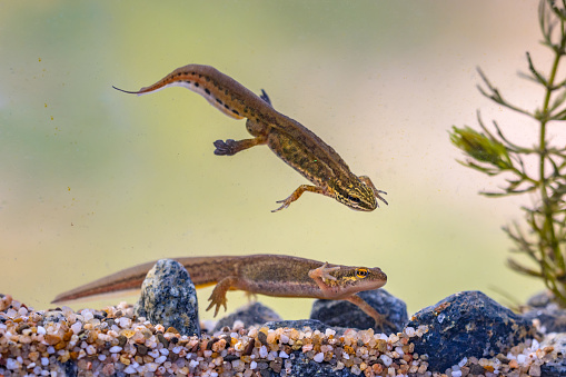 Palmate newt (Lissotriton helveticus) colorful aquatic amphibian pair swimming in freshwater habitat of pond. Underwater wildlife scene of animal in nature of Europe. Netherlands.