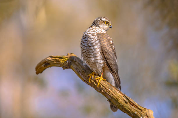 istock Eurasian sparrowhawk on branch looking for prey 2092171096