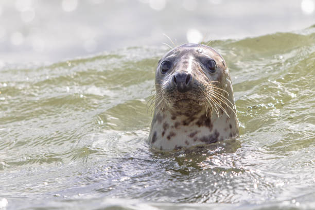 istock Harbor Seal Swimming in Waddensea 2092171116