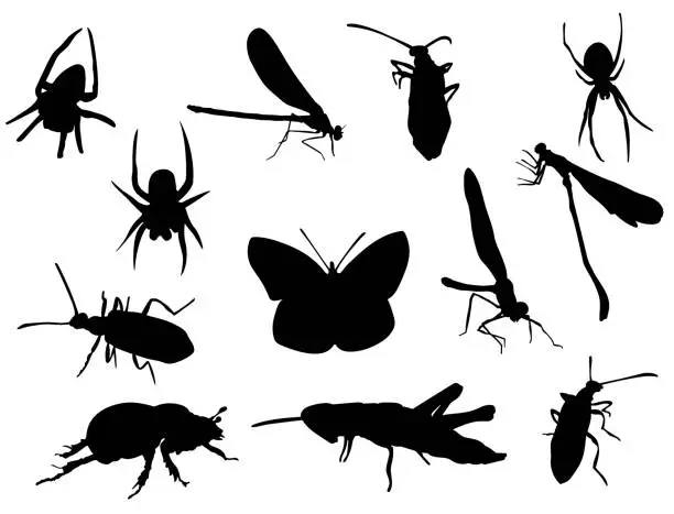 Vector illustration of Silhouettes-Insects-1