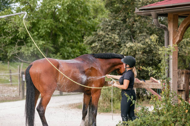 istock Young woman washing her horse 2092174263