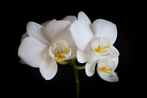 Three magnificent white Phalenopsis orchids