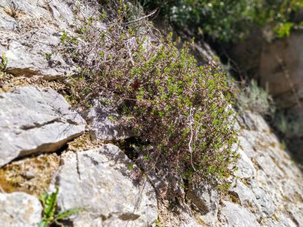 istock Wild plant on the rock 2092195780