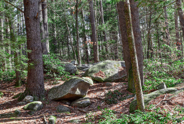 istock in the woods  in new england on a winters after noon 2092207674