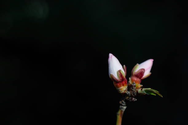 Almond tree flowers in bud in spring, close-up.