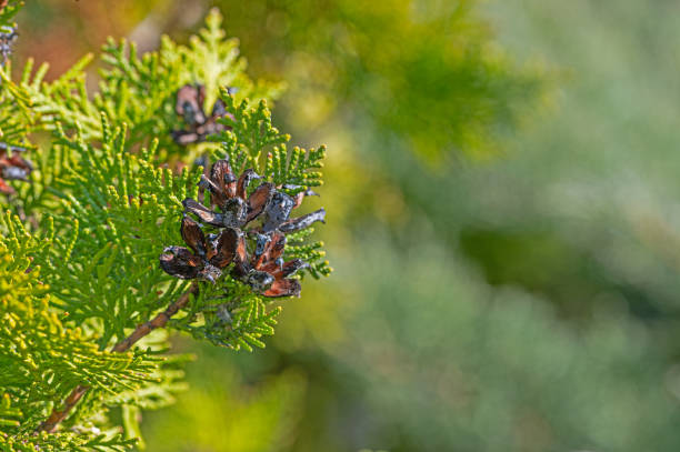 Opened cones of the thuja tree.