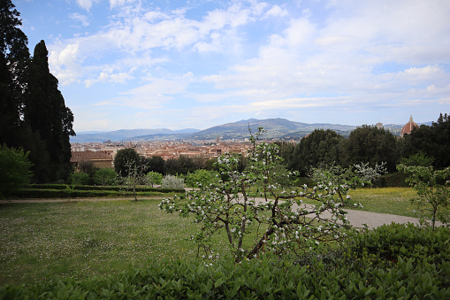Picturesque apple tree blooms on a hill against the backdrop of the old town of Florence, view of the tiled roofs, the dome of the cathedral, blue sky on a spring day